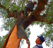 Load image into Gallery viewer, Cork Bark Harvest in Portugal